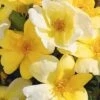 Sunny Yellow Knock Out Rose - 3 Gallon Pot -Cheap Plants Store rose sunny knock out 30