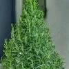 Arp Rosemary Pyramid Form - 2 Gallon Pot -Cheap Plants Store rosmarinus officinalis arp rosemary pyramid topiary 1