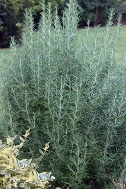 Salem Rosemary - 6 Pack Of Pint Pots