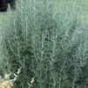 Salem Rosemary - 1 Gallon Pot -Cheap Plants Store rosmarinus officinalis salem rosemary 5 2