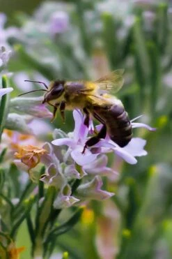 Salem Rosemary - 6 Pack Of Pint Pots -Cheap Plants Store rosmarinus officinalis salem rosemary 6 1