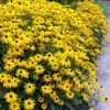 Black Eyed Susan Daisy (Rudbeckia Fulgida) - 1 Gallon Pot -Cheap Plants Store rudbeckia fulgida black eyed susan 6