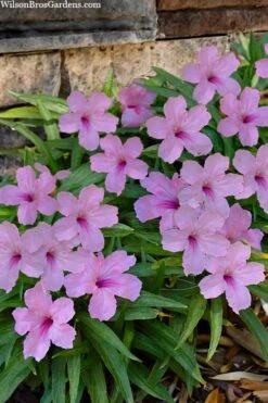 Katie Pink Dwarf Mexican Petunia (Ruellia) - 10 Pack Quart Pots -Cheap Plants Store ruellia katie pink dwarf mexican petunia 11