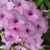 Katie Pink Dwarf Mexican Petunia (Ruellia) - 10 Pack Quart Pots -Cheap Plants Store ruellia katie pink dwarf mexican petunia 14