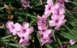 Katie Pink Dwarf Mexican Petunia (Ruellia) - 10 Pack Quart Pots -Cheap Plants Store ruellia katie pink dwarf mexican petunia 5