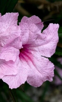 Katie Pink Dwarf Mexican Petunia (Ruellia) - 10 Pack Quart Pots -Cheap Plants Store ruellia katie pink dwarf mexican petunia 7