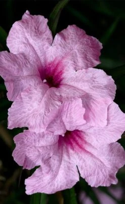 Katie Pink Dwarf Mexican Petunia (Ruellia) - 10 Pack Quart Pots -Cheap Plants Store ruellia katie pink dwarf mexican petunia 8