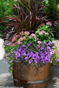 Katie Purple Dwarf Mexican Petunia (Ruellia) - 10 Pack Of Quart Pots -Cheap Plants Store ruellia katie purple dwarf mexican petunia 10