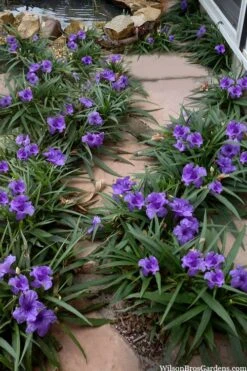 Katie Purple Dwarf Mexican Petunia (Ruellia) - 10 Pack Of Quart Pots