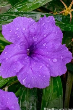 Katie Purple Dwarf Mexican Petunia (Ruellia) - 10 Pack Of Quart Pots -Cheap Plants Store ruellia katie purple dwarf mexican petunia 12