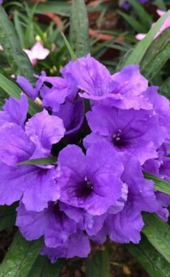 Katie Purple Dwarf Mexican Petunia (Ruellia) - 10 Pack Of Quart Pots -Cheap Plants Store ruellia katie purple dwarf mexican petunia 4