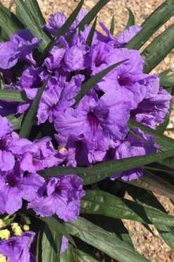 Katie Purple Dwarf Mexican Petunia (Ruellia) - 5 Pack Quart Pots -Cheap Plants Store ruellia katie purple dwarf mexican petunia 7 1