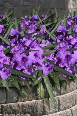 Katie Purple Dwarf Mexican Petunia (Ruellia) - 10 Pack Of Quart Pots -Cheap Plants Store ruellia katie purple dwarf mexican petunia 8
