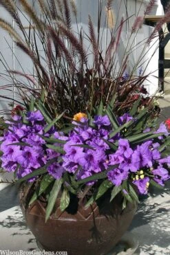 Katie Purple Dwarf Mexican Petunia (Ruellia) - 10 Pack Of Quart Pots -Cheap Plants Store ruellia katie purple dwarf mexican petunia 9