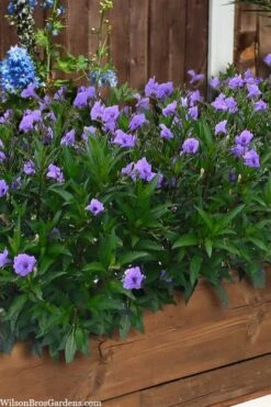 Mayan Compact Purple Mexican Petunia (Ruellia) - 5 Pack Quart Pots -Cheap Plants Store ruellia simplex mayan compact purple mexican petunia 4