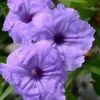 Mayan Compact Purple Mexican Petunia (Ruellia) - 5 Pack Quart Pots 2 Mayan Compact Purple Mexican Petunia (Ruellia) - 5 Pack Quart Pots -Cheap Plants Store ruellia simplex nayan compact purple mexican petunia 1