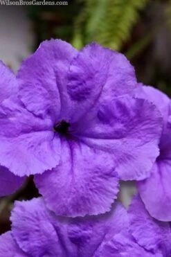 Purple Showers Mexican Petunia - Ruellia - 3 Gallon Pot -Cheap Plants Store ruellia simplex purple showers mexican petunia 101 1