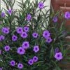 Purple Showers Mexican Petunia - Ruellia - 1 Gallon Pot 2 Purple Showers Mexican Petunia - Ruellia - 1 Gallon Pot -Cheap Plants Store ruellia simplex purple showers mexican petunia 102