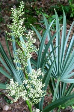 Blue Stem Dwarf Palmetto Palm (Sabal Minor) - 3 Gallon Pot -Cheap Plants Store sabal minor dwarf blue stem palmetto palm 1 1