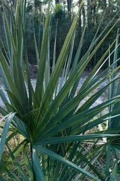 Blue Stem Dwarf Palmetto Palm (Sabal Minor) - 7 Gallon Pot -Cheap Plants Store sabal minor dwarf blue stem palmetto palm 3