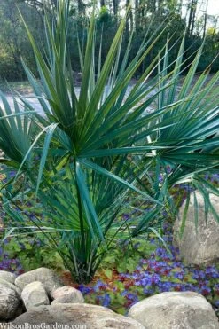 Blue Stem Dwarf Palmetto Palm (Sabal Minor) - 3 Gallon Pot -Cheap Plants Store sabal minor dwarf blue stem palmetto palm 5 1