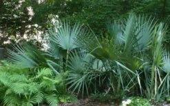 Blue Stem Dwarf Palmetto Palm (Sabal Minor) - 3 Gallon Pot -Cheap Plants Store sabal minor dwarf blue stem palmetto palm 6 1