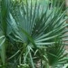 Blue Stem Dwarf Palmetto Palm (Sabal Minor) - 7 Gallon Pot 1 Blue Stem Dwarf Palmetto Palm (Sabal Minor) - 7 Gallon Pot -Cheap Plants Store sabal minor dwarf blue stem palmetto palm 7