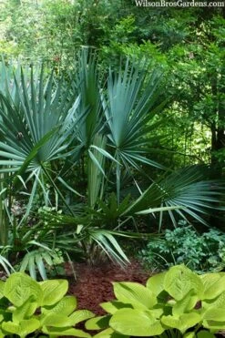 Blue Stem Dwarf Palmetto Palm (Sabal Minor) - 7 Gallon Pot -Cheap Plants Store sabal minor dwarf blue stem palmetto palm 8