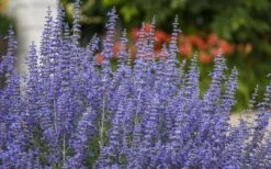 Denim N' Lace Russian Sage (Perovskia) - 1 Gallon Pot -Cheap Plants Store sage russian denim n lace 800x500 1