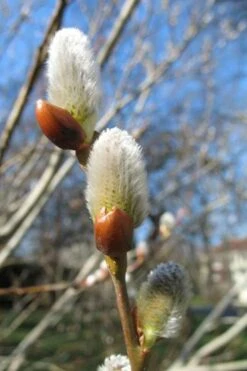 American Pussy Willow (Salix Discolor) - 3 Gallon Pot 23 American Pussy Willow (Salix Discolor) - 3 Gallon Pot -Cheap Plants Store salix bicolor pussy willow 10