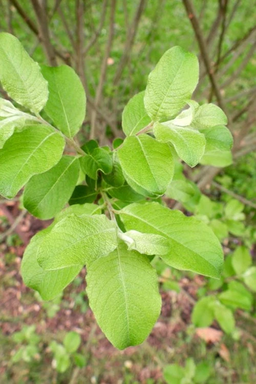 American Pussy Willow (Salix Discolor) - 3 Gallon Pot 10 American Pussy Willow (Salix Discolor) - 3 Gallon Pot - Image 8