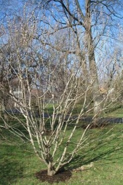 American Pussy Willow (Salix Discolor) - 3 Gallon Pot 20 American Pussy Willow (Salix Discolor) - 3 Gallon Pot -Cheap Plants Store salix discolor pussy willow 12