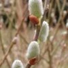 American Pussy Willow (Salix Discolor) - 3 Gallon Pot -Cheap Plants Store salix discolor pussy willow 2