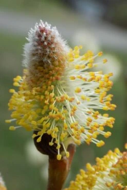 American Pussy Willow (Salix Discolor) - 3 Gallon Pot 19 American Pussy Willow (Salix Discolor) - 3 Gallon Pot -Cheap Plants Store salix discolor pussy willow 7