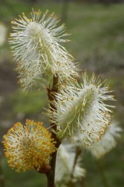 American Pussy Willow (Salix Discolor) - 3 Gallon Pot 25 American Pussy Willow (Salix Discolor) - 3 Gallon Pot -Cheap Plants Store salix discolor pussy willow 8