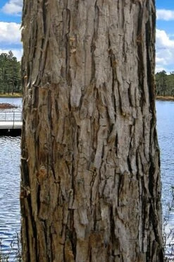 Black Willow Tree (Salix Nigra) - 3 Pack Of 1.5 Quart Pots -Cheap Plants Store salix nigra black willow tree 4