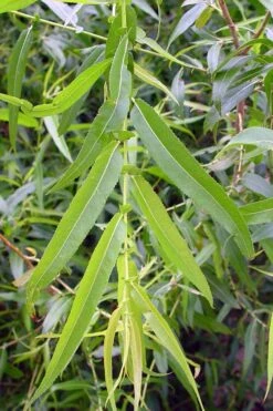 Black Willow Tree (Salix Nigra) - 3 Pack Of 1.5 Quart Pots -Cheap Plants Store salix nigra black willow tree 5