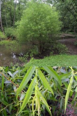Black Willow Tree (Salix Nigra) - 3 Pack Of 1.5 Quart Pots -Cheap Plants Store salix nigra black willow tree 7