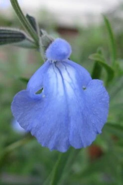 Blue Pitcher Sage (Salvia Azurea) - 1 Gallon Pot -Cheap Plants Store salvia azurea blue pitcher sage 1