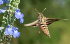 Blue Pitcher Sage (Salvia Azurea) - 1 Gallon Pot -Cheap Plants Store salvia azurea blue pitcher sage 3