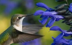 Black And Blue Salvia (Blue Anise Sage) - Salvia Guaranitica - 7.5" Pot -Cheap Plants Store salvia guaranitica black and blue blue anise sage 22 1