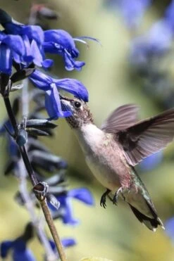 Black And Blue Salvia (Blue Anise Sage) - Salvia Guaranitica -1 Gallon Pot -Cheap Plants Store salvia guaranitica black and blue blue anise sage 23