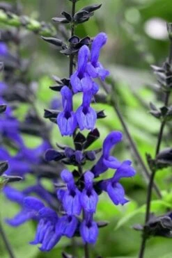Black And Blue Salvia (Blue Anise Sage) - Salvia Guaranitica -1 Gallon Pot -Cheap Plants Store salvia guaranitica black and blue blue anise sage 24