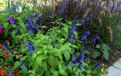 Black And Blue Salvia (Blue Anise Sage) - Salvia Guaranitica -1 Gallon Pot -Cheap Plants Store salvia guaranitica black and blue blue anise sage 26