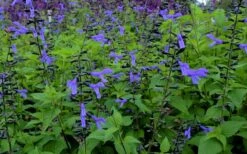Black And Blue Salvia (Blue Anise Sage) - Salvia Guaranitica -1 Gallon Pot -Cheap Plants Store salvia guaranitica black and blue blue anise sage 27