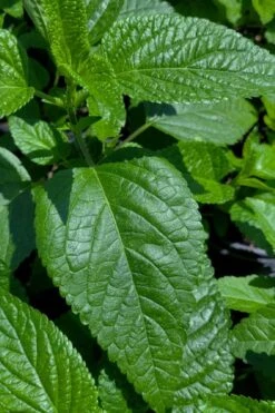Black And Blue Salvia (Blue Anise Sage) - Salvia Guaranitica -1 Gallon Pot -Cheap Plants Store salvia guaranitica black and blue blue anise sage 28