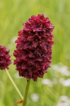 Great Burnet (Sanguisorba Officinalis) - 1 Gallon Pot -Cheap Plants Store sanguisorba officinalis great burnet 2
