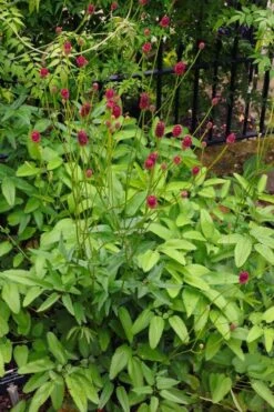 Great Burnet (Sanguisorba Officinalis) - 1 Gallon Pot -Cheap Plants Store sanguisorba officinalis great burnet 4