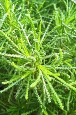 Green Santolina (Lavender Cotton) - 5 Pack Of Quart Pots -Cheap Plants Store santolina virens green lavender cotton 10