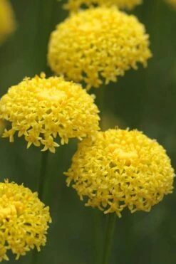 Green Santolina (Lavender Cotton) - 5 Pack Of Quart Pots -Cheap Plants Store santolina virens green lavender cotton 8